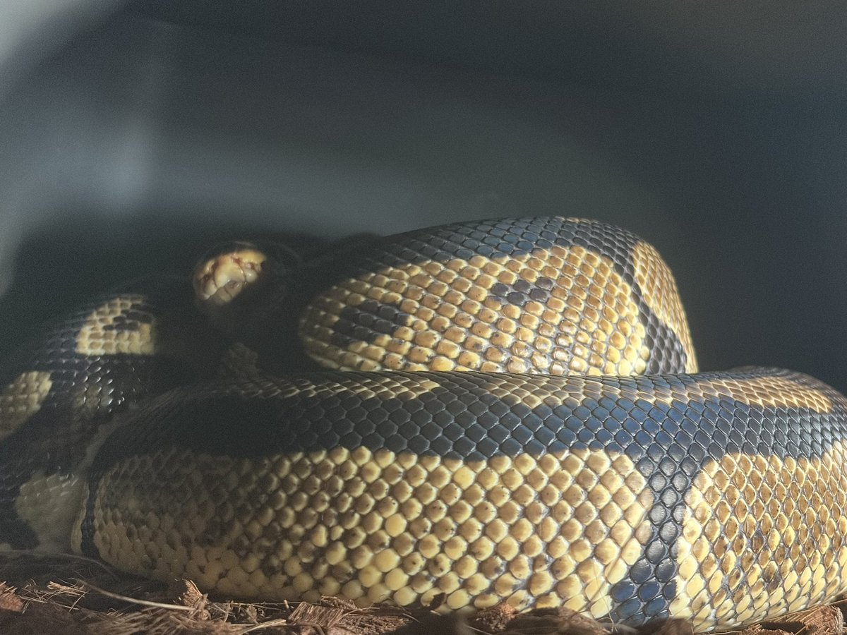 暗闇にひそむω #ボールパイソン