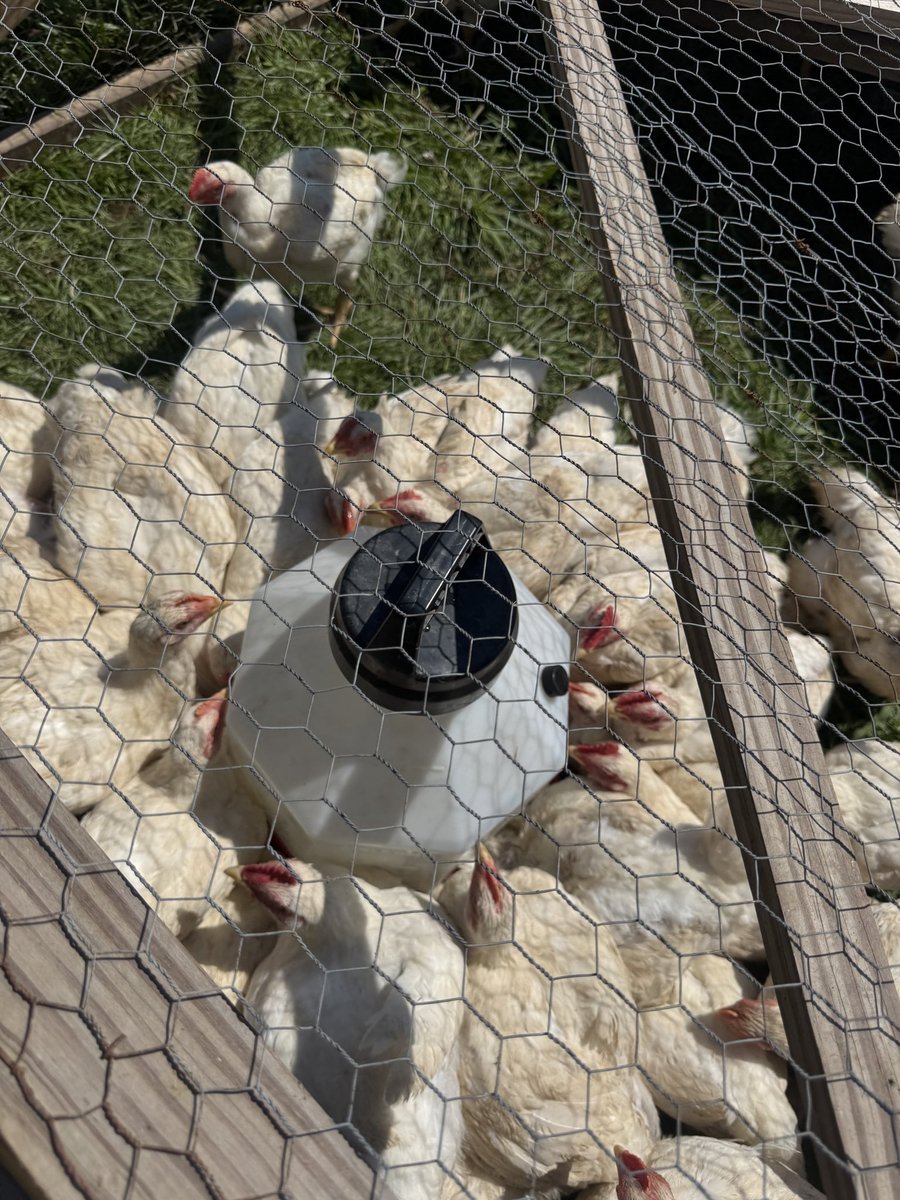 farmer Todd 🐄🐐🐖🐑🦙🐓 tweet media