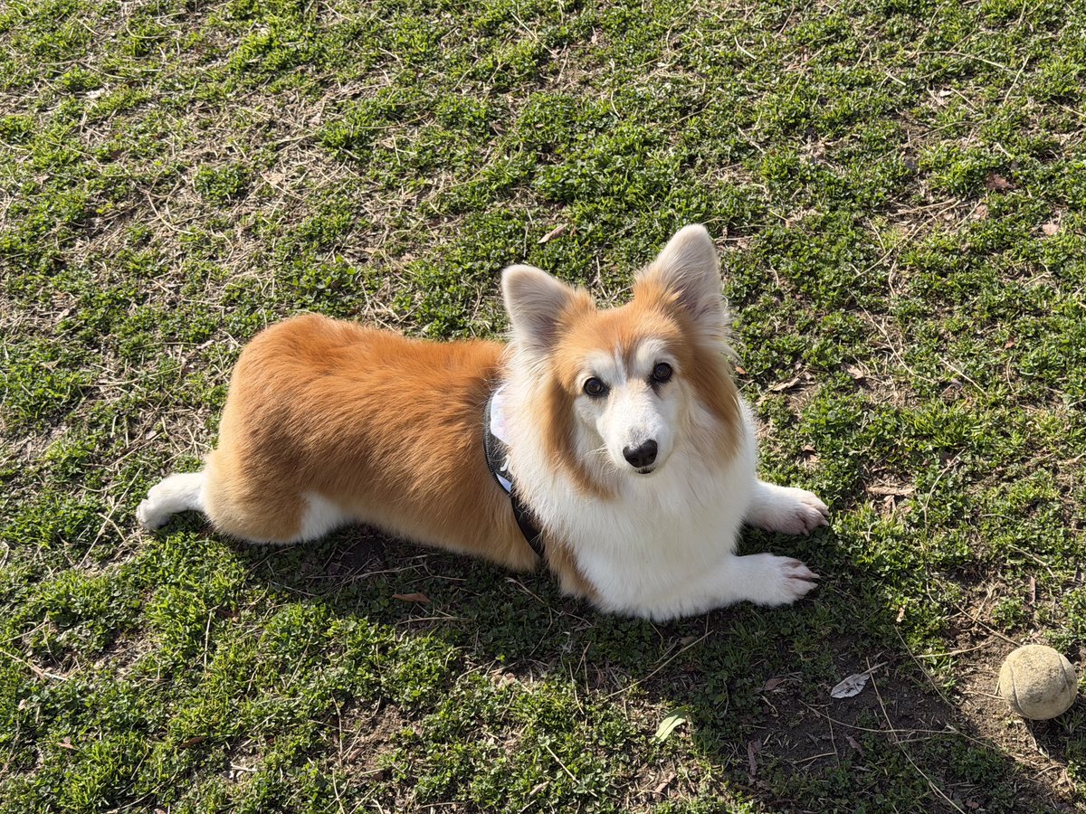 ふみっぱシンクン (@sinkun34r) / Posts / X