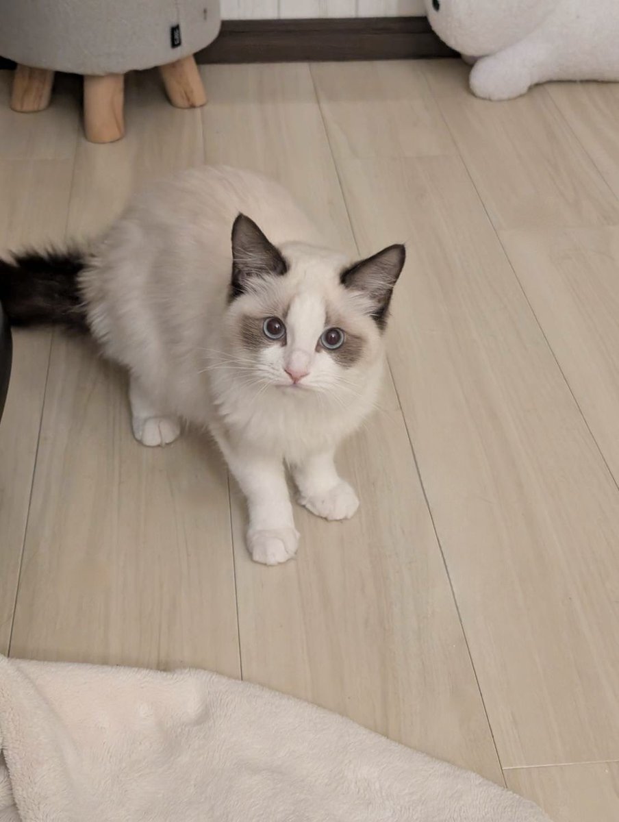 FrsVsr's tweet photo. ハートピア関係ないけど、子猫飼い始めましたらぶ︎🫶🏻💗 https://t.co/xN32ni5kXP