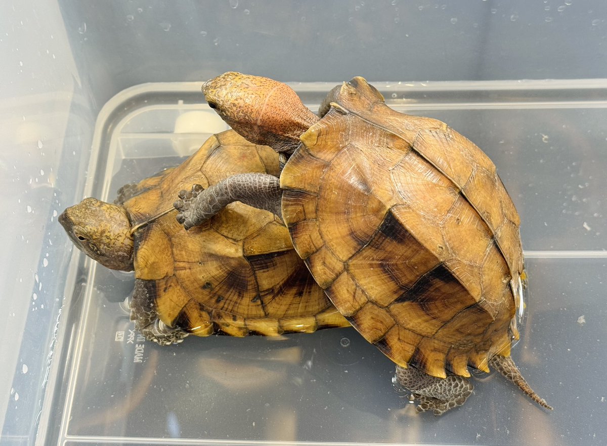 hachumusi_ch's tweet image. 2日目準備出来ました👍

本日先着1名様に生体10%チケット差し上げます⤴️

大特価50%生体や特価生体たくさん用意していますのでお待ちしています🫡

#WAF
#九州
#美ら亀
#直輸入
#カメ業界の黒船