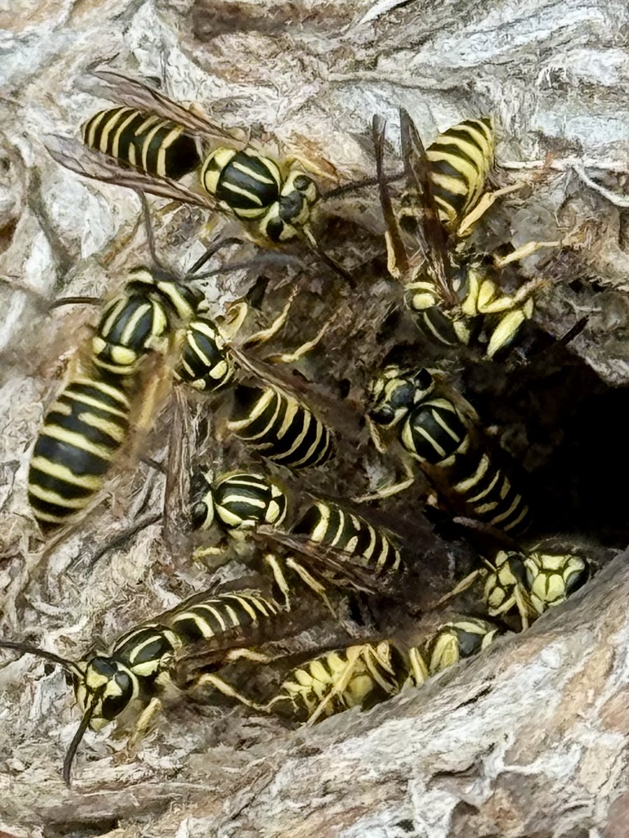 dolbyl's tweet image. It may be a gloomy day in Florida, but the wildlife is still lifeing 😊. #optoutside #getoutside #nature #NaturePhotography #lovefl #hikefl #hikeflorida #floridatrails #trailslikethese