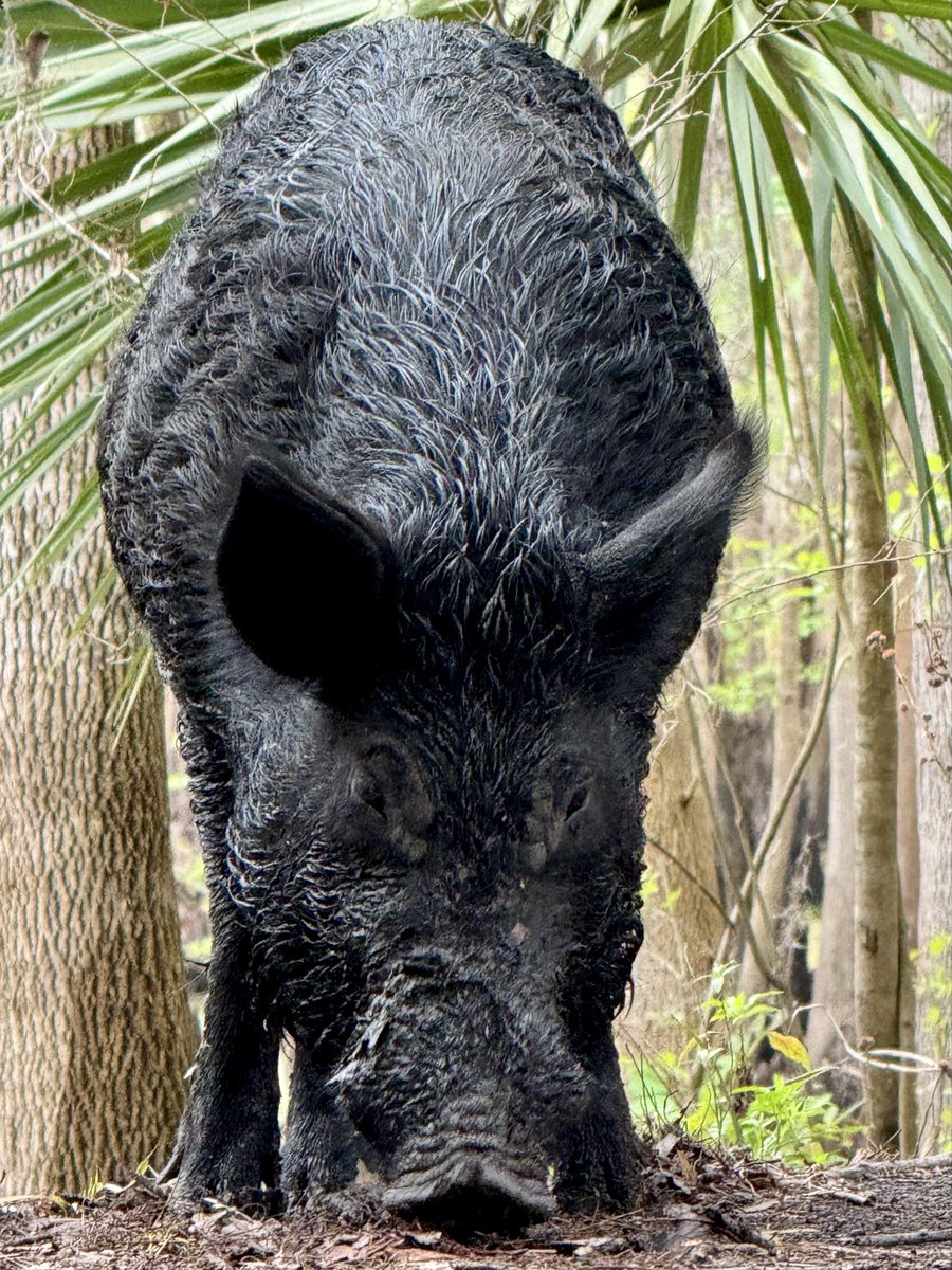 dolbyl's tweet image. It may be a gloomy day in Florida, but the wildlife is still lifeing 😊. #optoutside #getoutside #nature #NaturePhotography #lovefl #hikefl #hikeflorida #floridatrails #trailslikethese