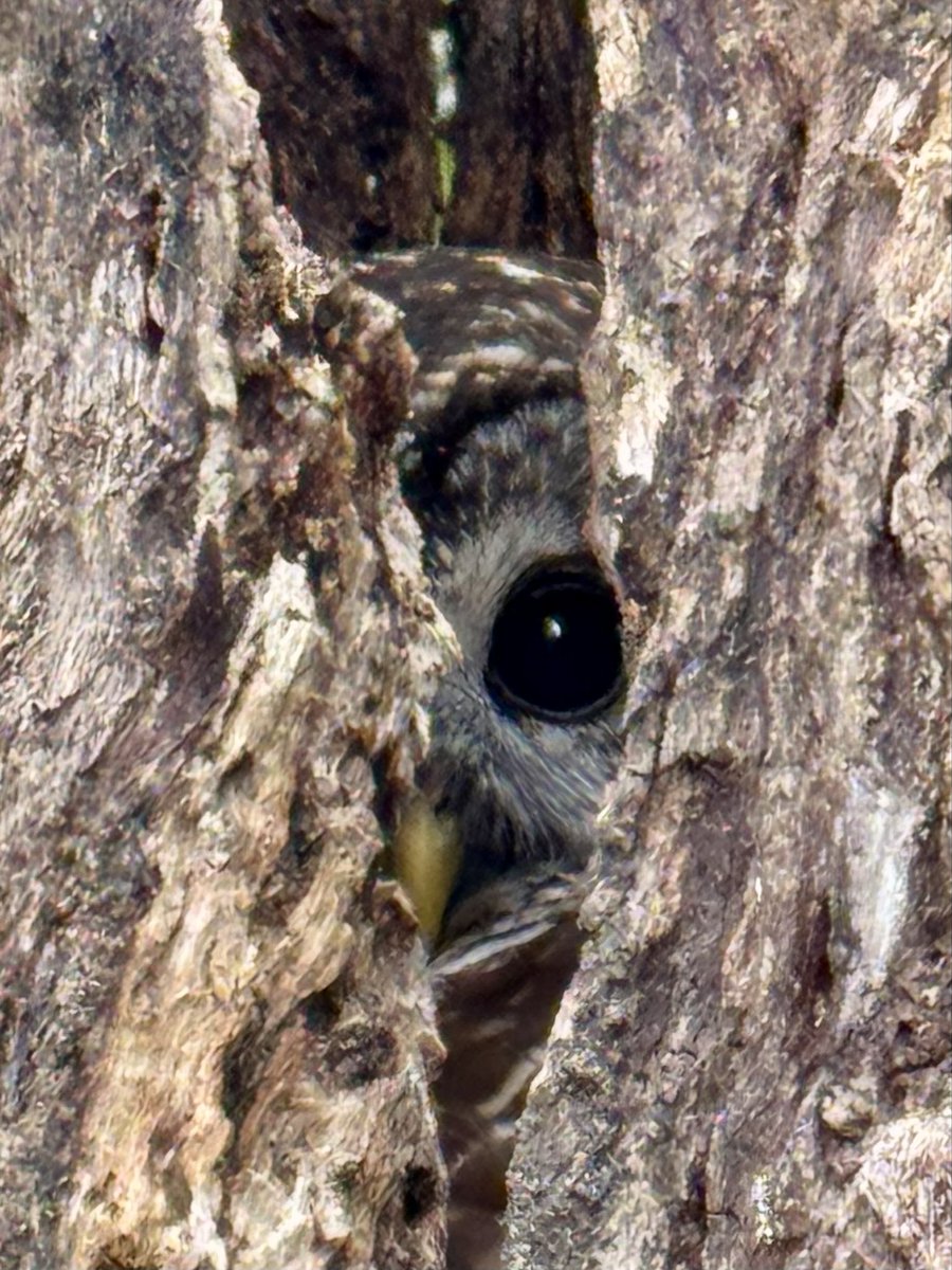 dolbyl's tweet image. It may be a gloomy day in Florida, but the wildlife is still lifeing 😊. #optoutside #getoutside #nature #NaturePhotography #lovefl #hikefl #hikeflorida #floridatrails #trailslikethese