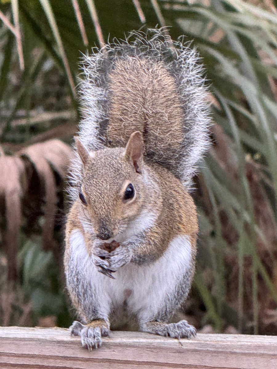 dolbyl's tweet image. It may be a gloomy day in Florida, but the wildlife is still lifeing 😊. #optoutside #getoutside #nature #NaturePhotography #lovefl #hikefl #hikeflorida #floridatrails #trailslikethese