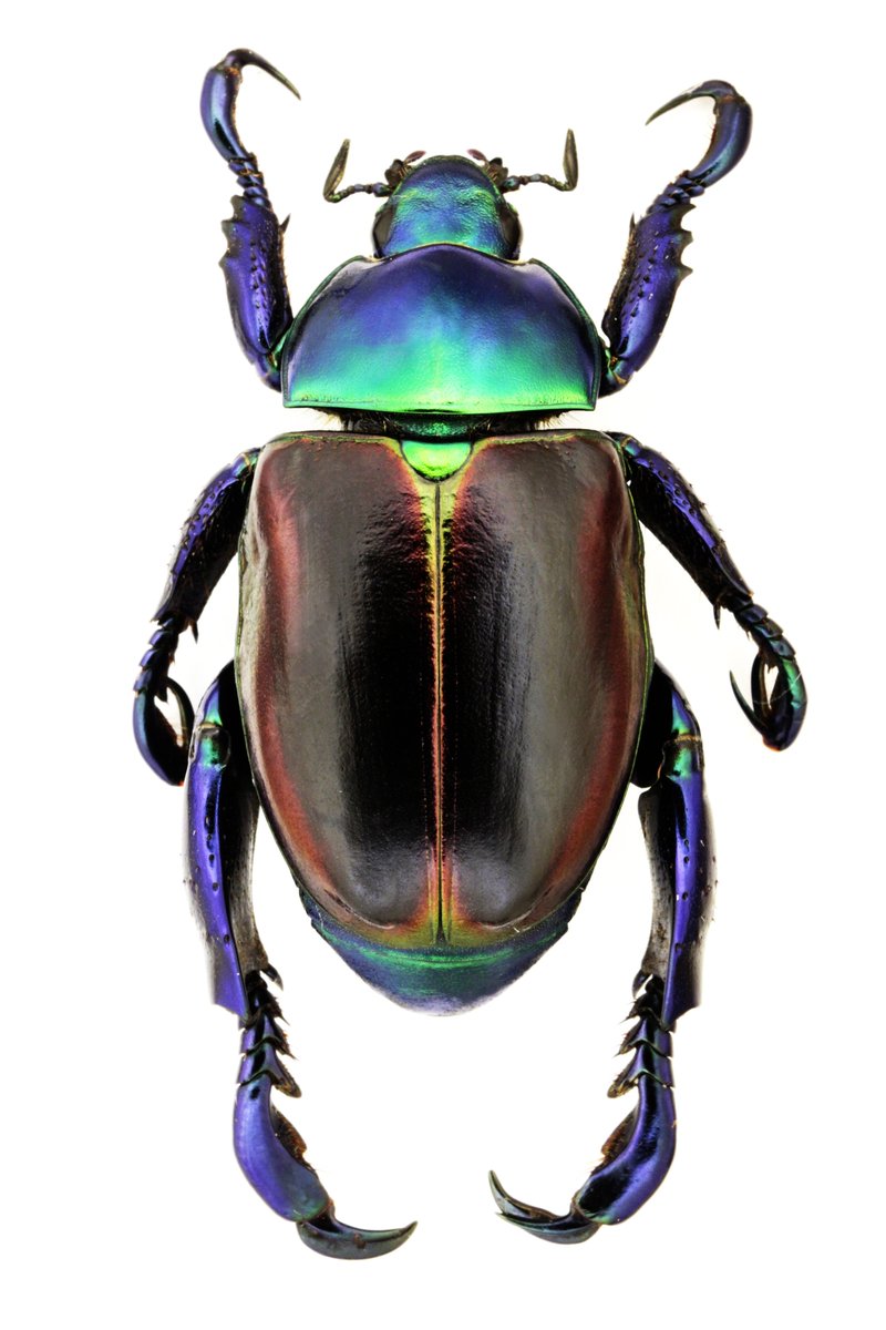 Pelidnota burmeisteri Burmeister, 1844 🇧🇷 Brasil Red form