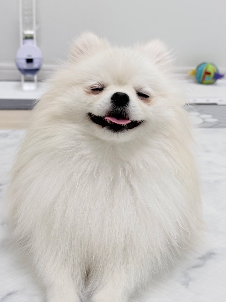 我が家のポムケン（色ちがい）
つかえるわざ
▶︎あばれる
　さわぐ
　こうそくスピン
　ほしがる
もちもの：たべのこし

多分弱い…
#ポムケン #ポケモン風波 #ポメラニアン