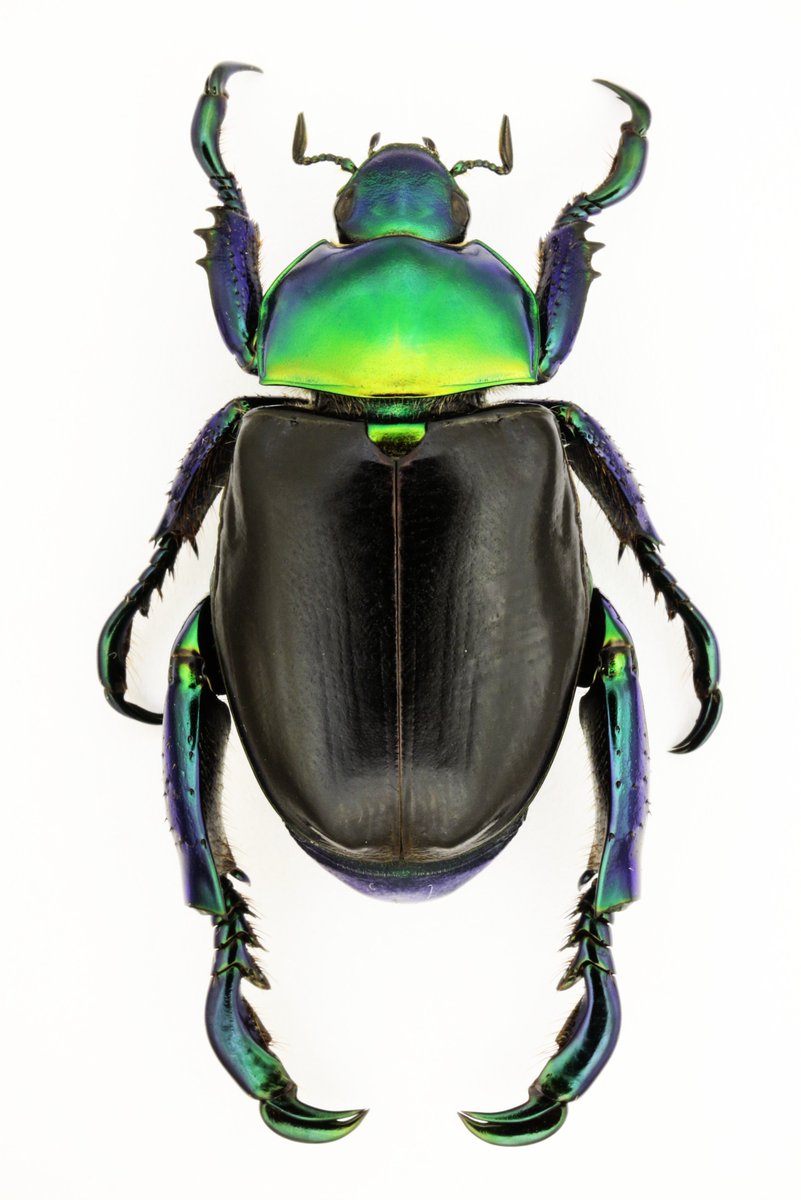 Pelidnota burmeisteri Burmeister, 1844 🇧🇷 Brasil Red form