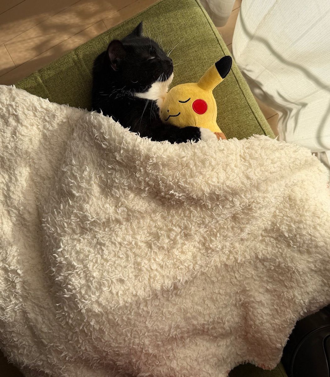 NoCatsNoLife_m's tweet photo. How cute 🥹🧡 https://t.co/VeiA1368dY