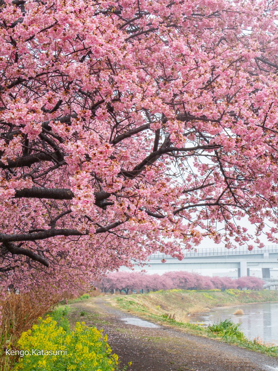 春の小川 2026.02.25 河津桜 小出川 茅ヶ崎市 カタスミ日記 Canon