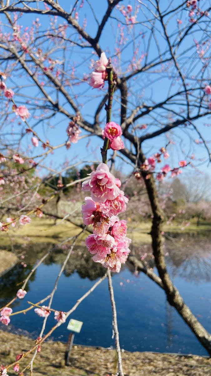 RQLKPtp4s2TTFXC's tweet photo. 小田原フラワーパーク🌺 https://t.co/B6N81DDjdB