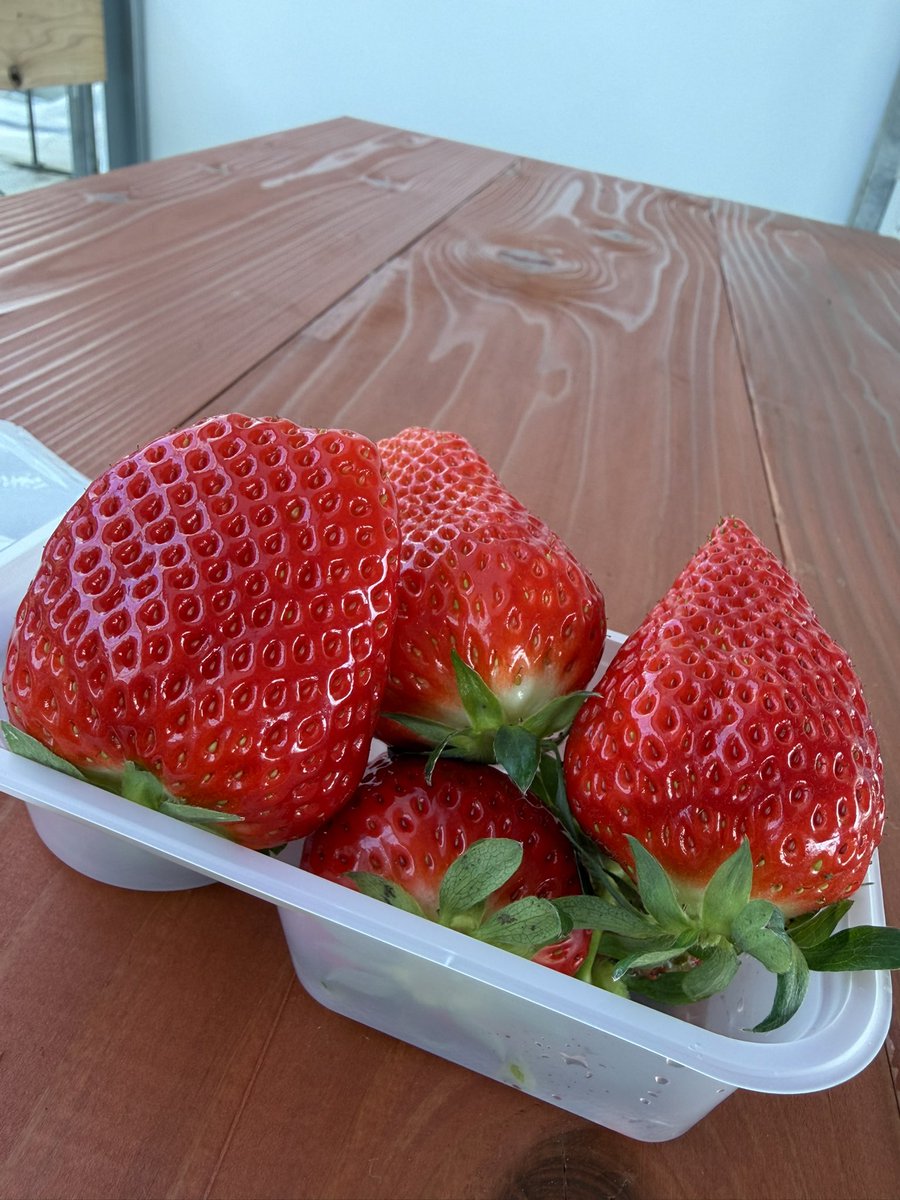 今年も掛川の鈴木農園さんで
いちご🍓狩り！
ここは時間制限無いからゆっくり
楽しめます🌚
