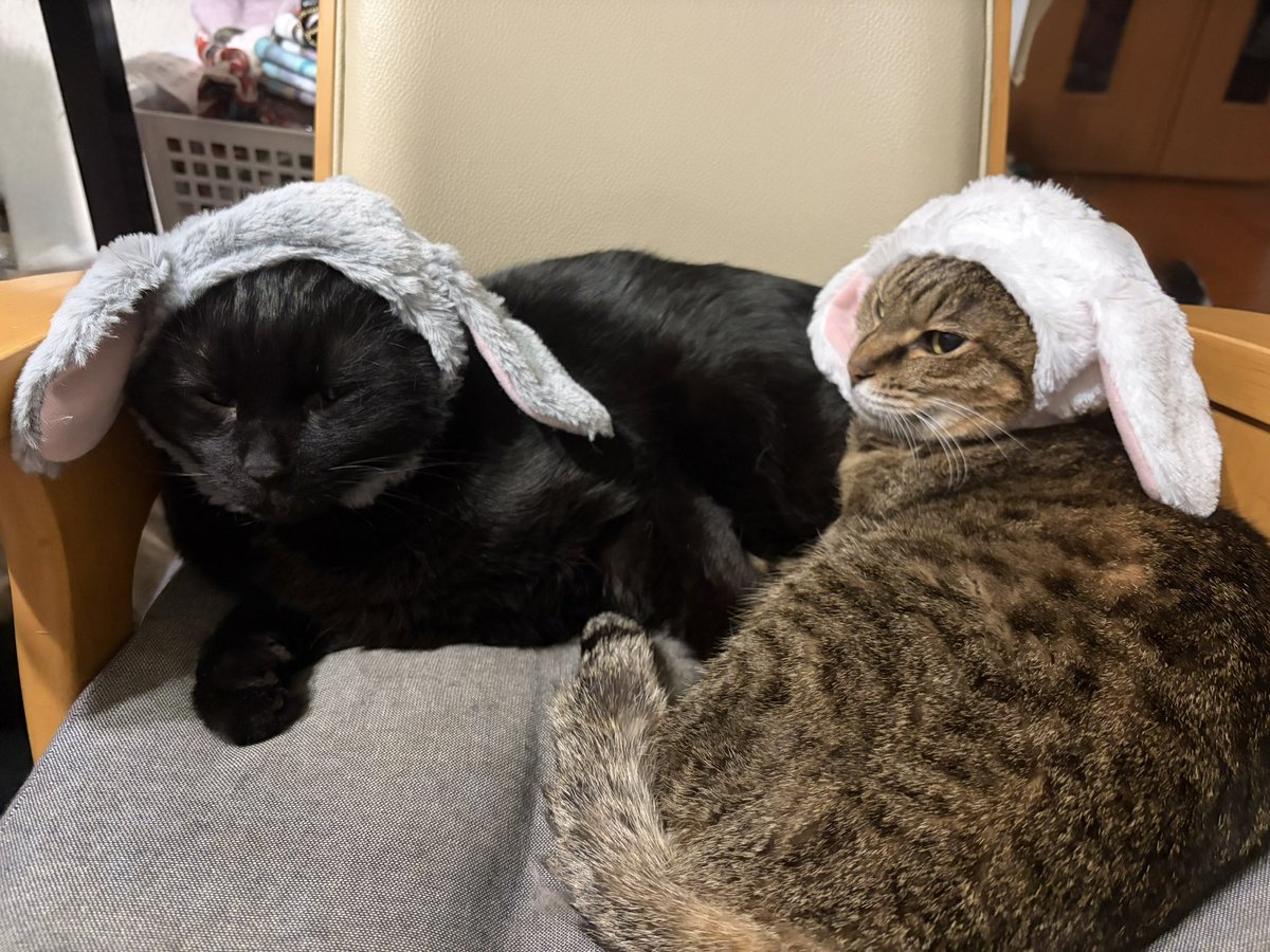 かわいいかわいいねこうさぎちゃん×2