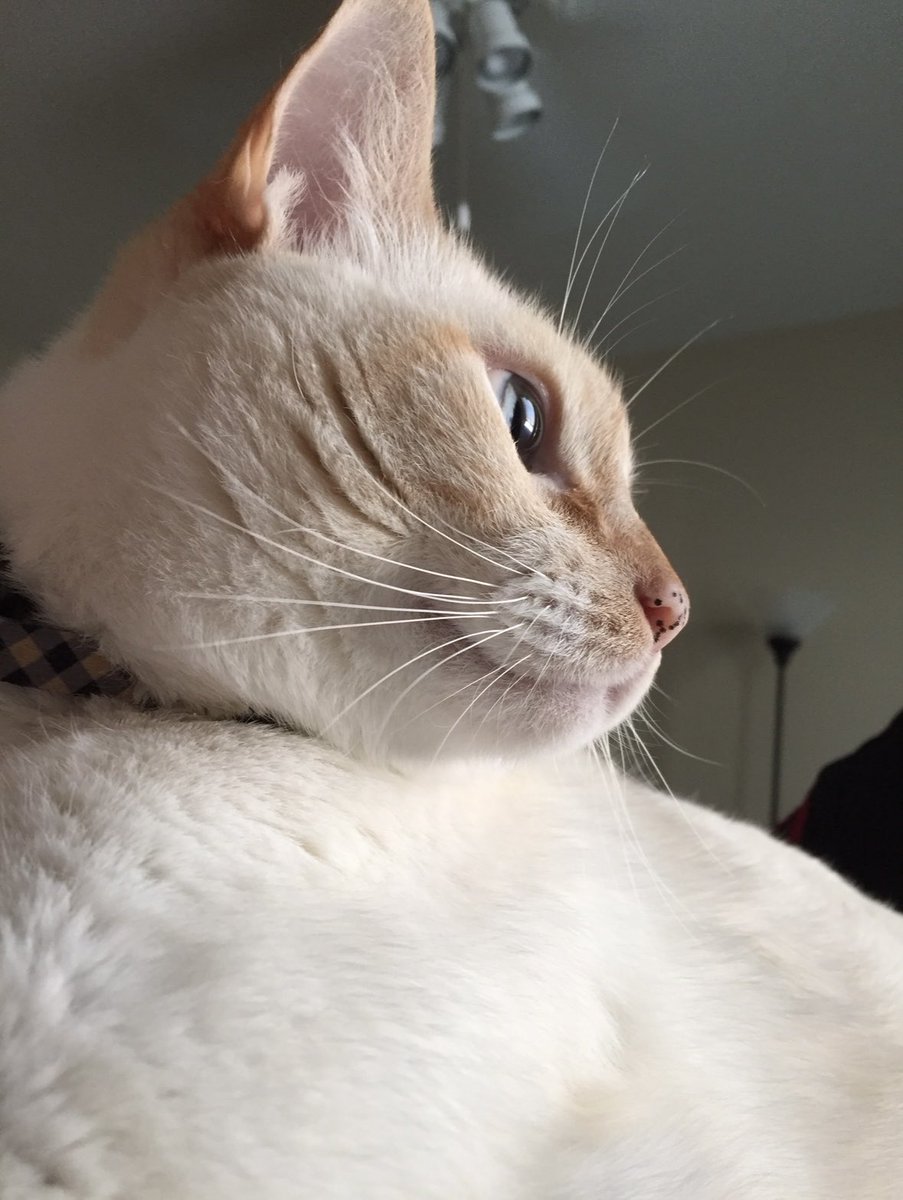 KyKym77's tweet photo. @byMorganWright Lost my soul cat in Nov 2024. Found one of his toys when we moved in Dec 2025 and cried like a baby. I will always miss him. https://t.co/PSE3A6Jani