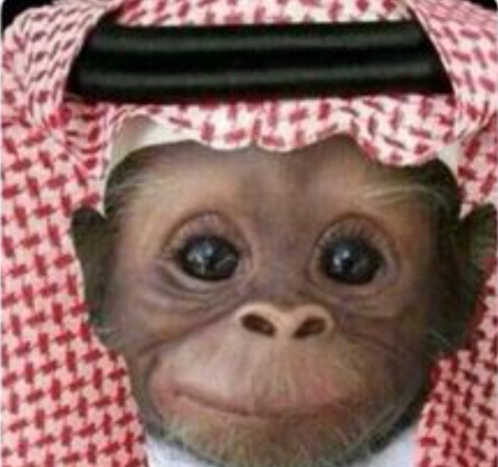 محمد tweet media