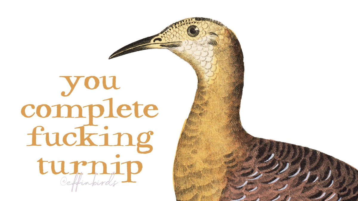 Effin' Birds tweet media