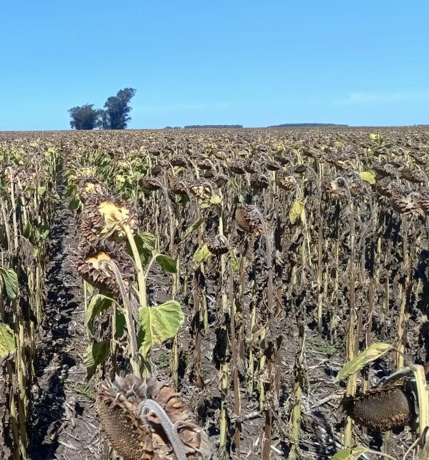 Recorrida del día de ayer por lotes de girasol en zona de San Mayol, partido de Tres Arroyos.
Fecha de siembra de Octubre.
Después de un verano extremadamente seco, con sólo 70 mm acumulados desde Diciembre, ya estamos llegando al momento de cosecha.
Veremos cómo termina.