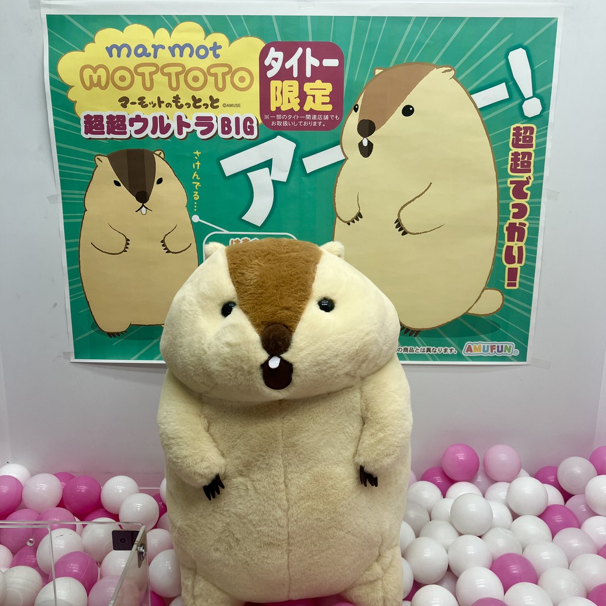 ❣本日の新景品❣ 【タイトー限定】マーモットのもっとっとが超超