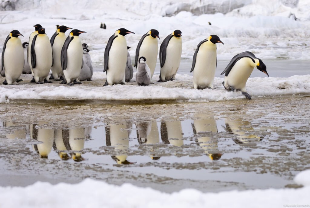 AnnaKavanaugh's tweet photo. Heartbreaking. #EmperorPenguins are trapped during annual moult without waterproof feathers. They drown or freeze if sea ice melts too soon. #ClimateChange has plunged colonies from 100 to 25 in just 3 years. We must act. #conservation #Antarctica 🐧❄️

https://t.co/upWUyqgbar https://t.co/5F4S4KKVj6