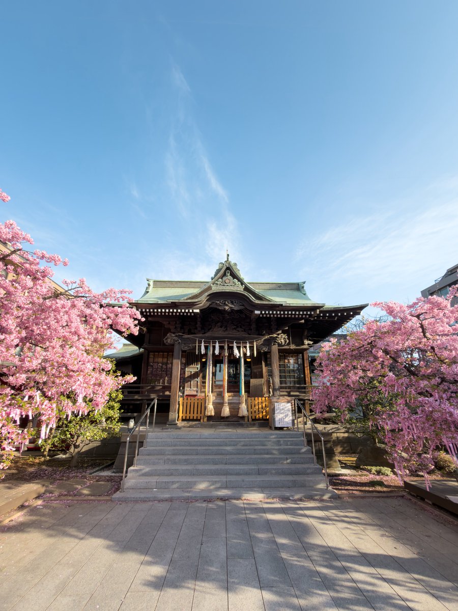 _1002co's tweet image. おはようございます！
先週に引き続き桜神宮から1日スタート🌸
満開ですね🥰

先週末からたくさん桜巡りできてるのでのんびりモードで今日も楽しみたいと思います📷