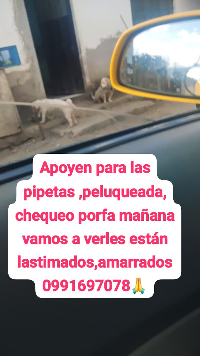 SarangoBetty's tweet photo. Tema animales está terrible,apoyen🙏2 french con la pata en el cuello amarrado,tres gatos bebés en un terreno,mañana vamos a verles,no hay ley que los protega,@MunicipioQuito ,@Bel29553222,@Mariabelenfrei2,@analialedesmaec,@ManuSaenzVolvio ,@karinanunezp,@LoroHomero ,@munecamarce https://t.co/iJaIGdJ7Wk