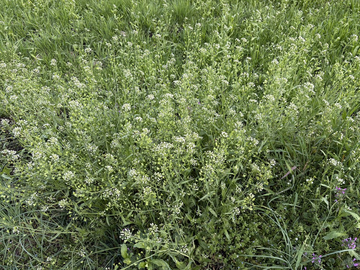 ぺんぺん草を見つけたので。