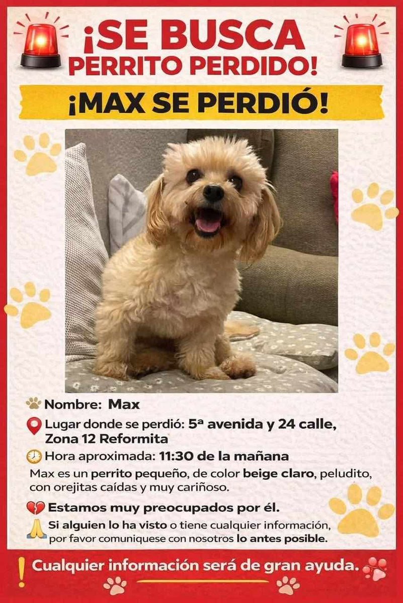 Gt502Mascotas's tweet photo. ⛔️⛔️⛔️
♦️ Max
⛔️ Lola
♦️Salchicha
⛔️ Tobi

#SeBusca https://t.co/5eDbHmcmIC