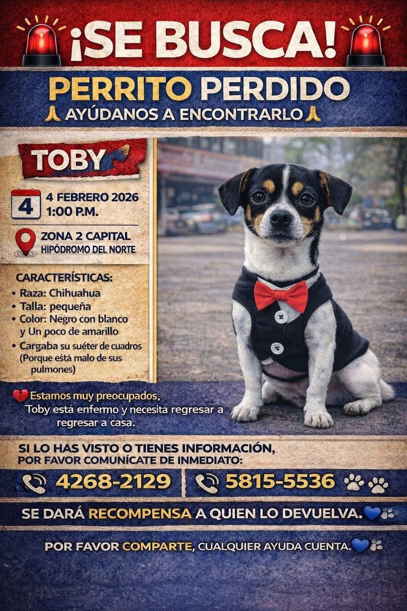 Gt502Mascotas's tweet photo. ⛔️⛔️⛔️
♦️ Max
⛔️ Lola
♦️Salchicha
⛔️ Tobi

#SeBusca https://t.co/5eDbHmcmIC