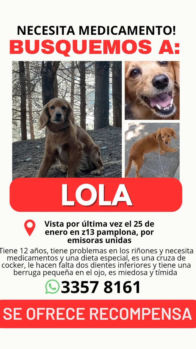 Gt502Mascotas's tweet photo. ⛔️⛔️⛔️
♦️ Max
⛔️ Lola
♦️Salchicha
⛔️ Tobi

#SeBusca https://t.co/5eDbHmcmIC