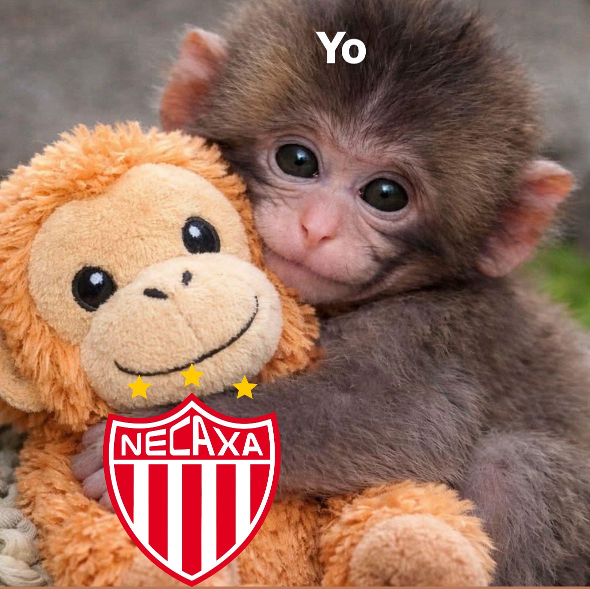 feerapz's tweet photo. Ganen hoy porfis 
@ClubNecaxa https://t.co/t62aIaEhtS