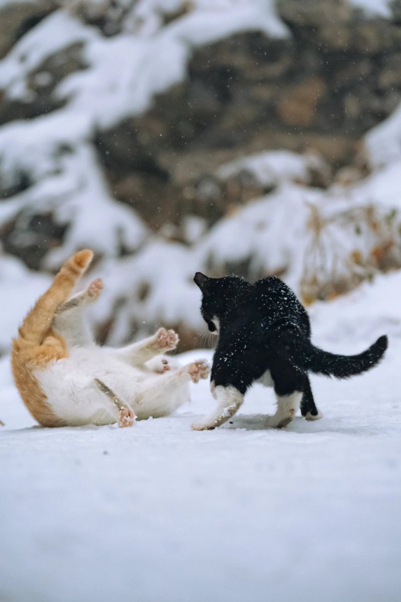 Wade（互fo） tweet media