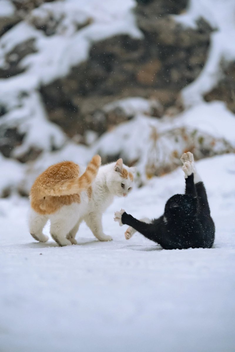 Wade（互fo） tweet media