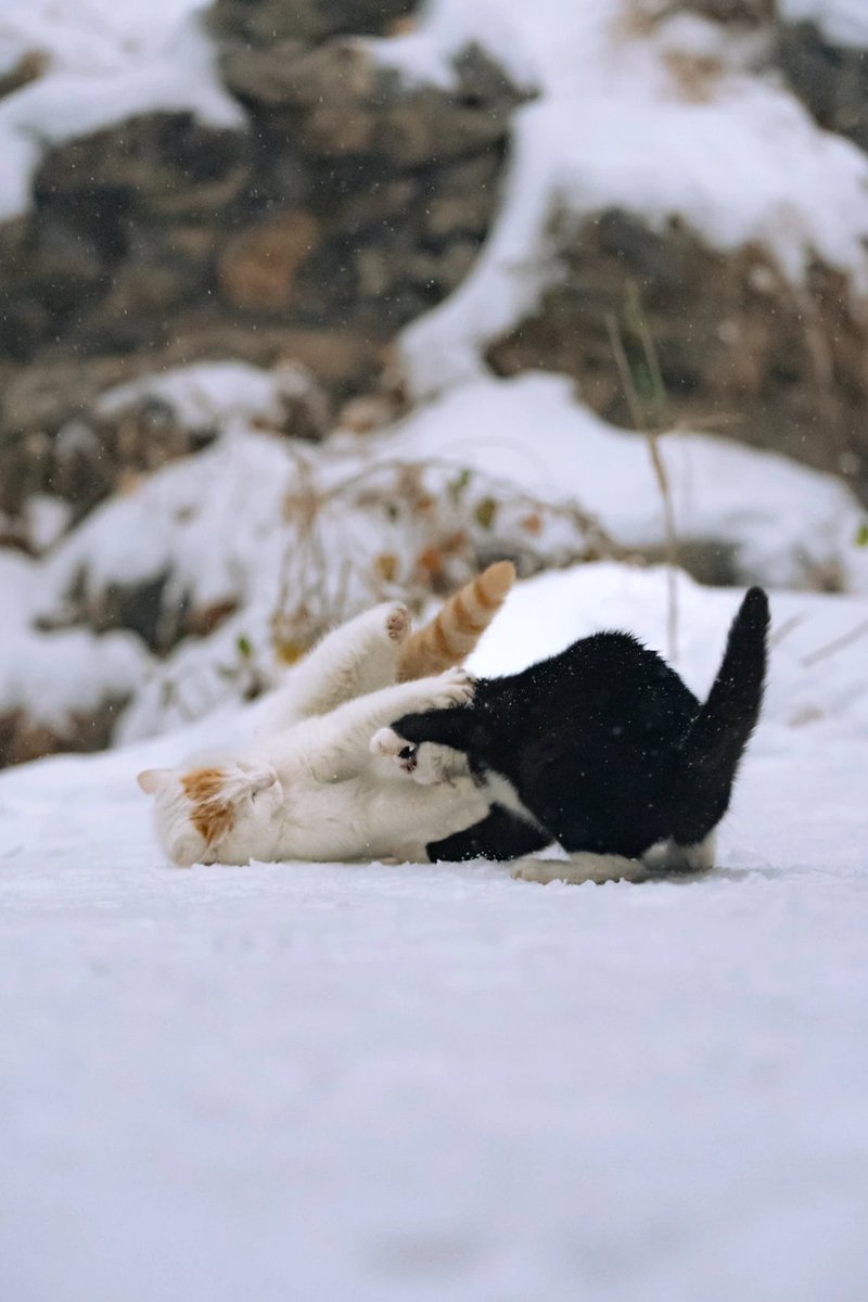 Wade（互fo） tweet media