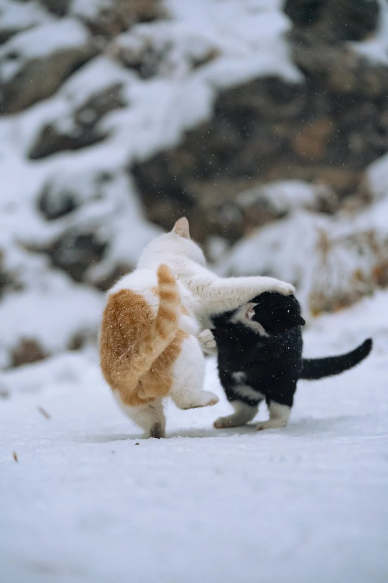 Wade（互fo） tweet media