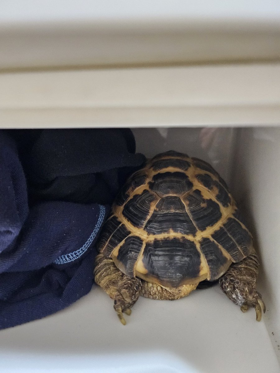 部屋んぽ中に行方不明になったと思ったら息子のタンスで発見🔍