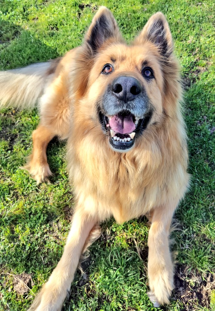 BonnieblueBlue's tweet photo. Hope all you pals had a super Saturday! - Apollo ♥️🐾 https://t.co/ai05zYGPjy