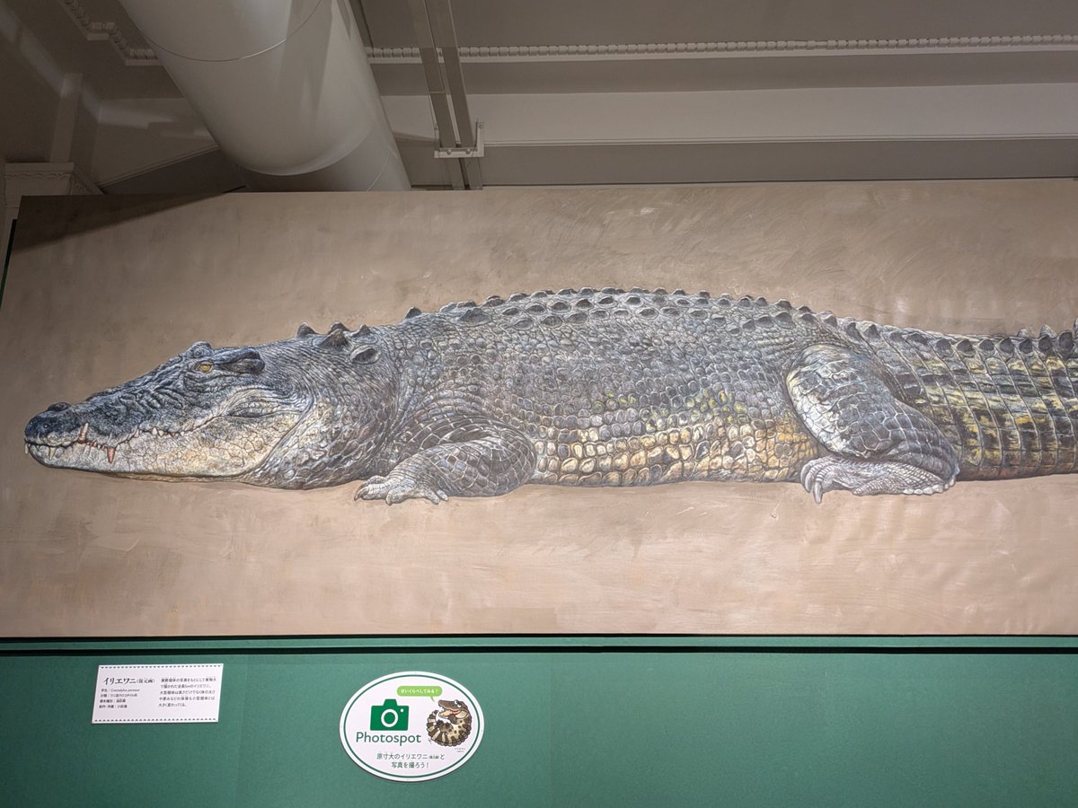 ワニ展 ④ □ワニという生きもの 『全長5m実物大イリエワニ油彩画