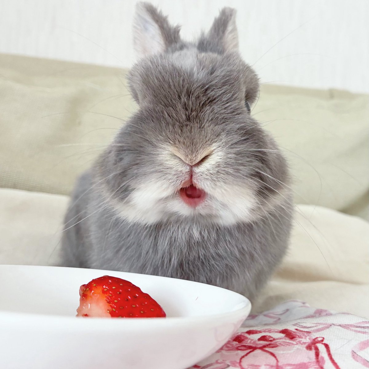 きれいないちごリップ🍓💋✨ #ネザーランドドワーフ #うさぎのいる生活