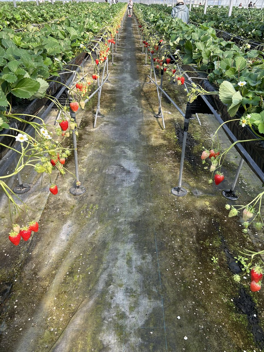 苺を貪りまくっているぞ〜🍓（ピンクのはそういう品種）