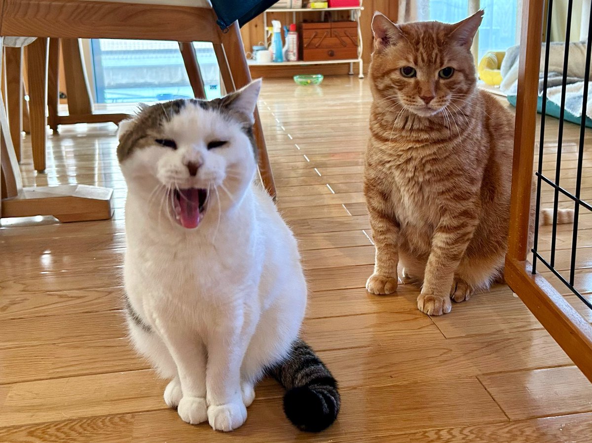 goen0414's tweet photo. 茶トラ(♂)はキジ白(♀)の倍近く体重があるからケンカしたら絶対負けないのに、

この舎弟感 https://t.co/mAbhvm7lAh