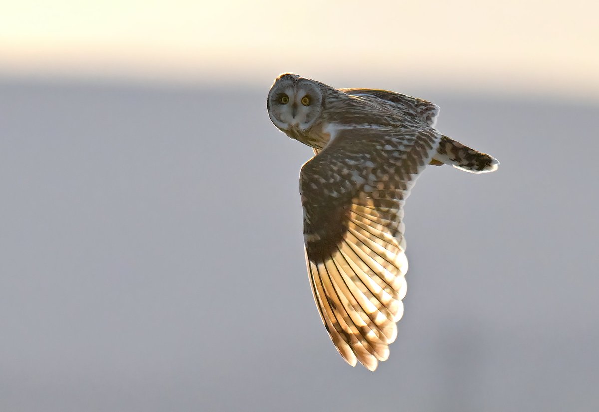 Carl Bovis tweet media