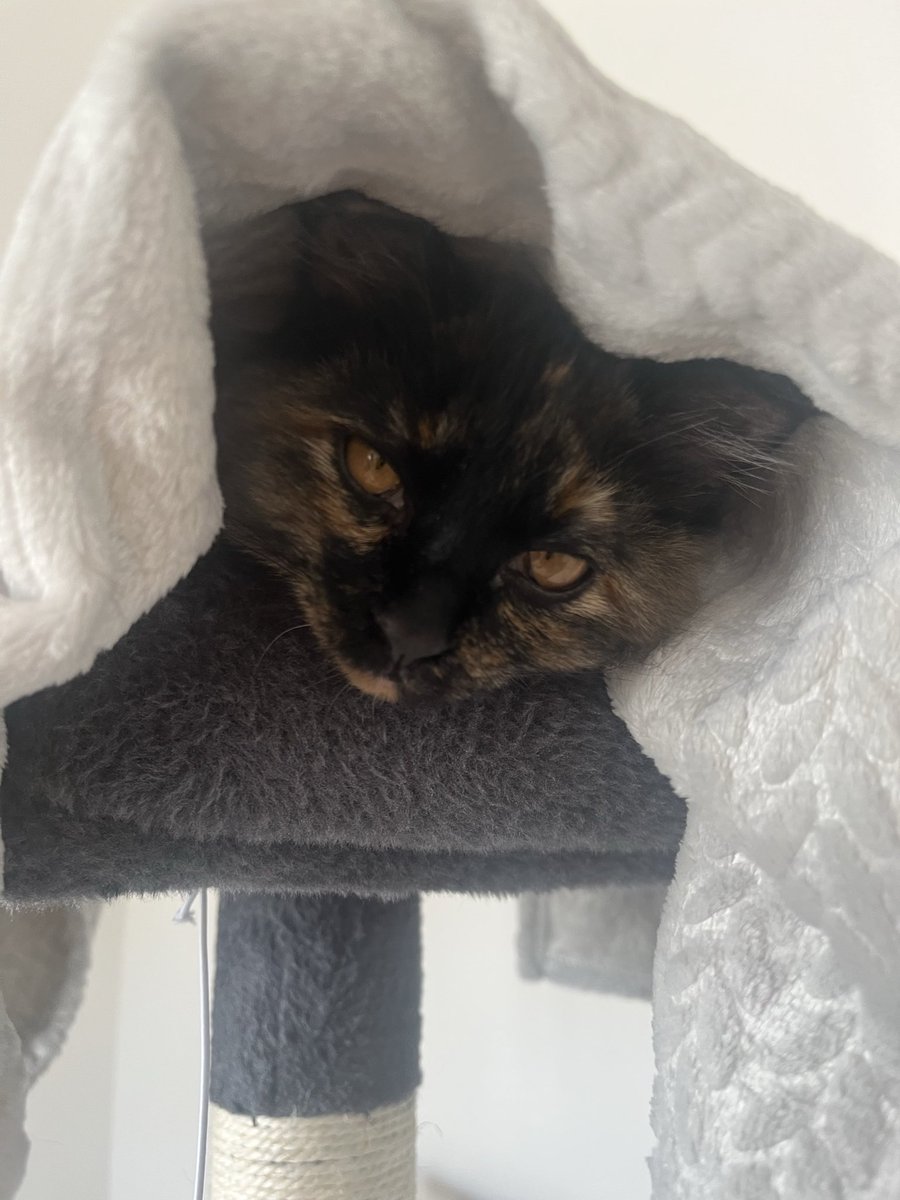 にゃん太郎s@漫画家 (@2525nyanpoko) / Posts / X