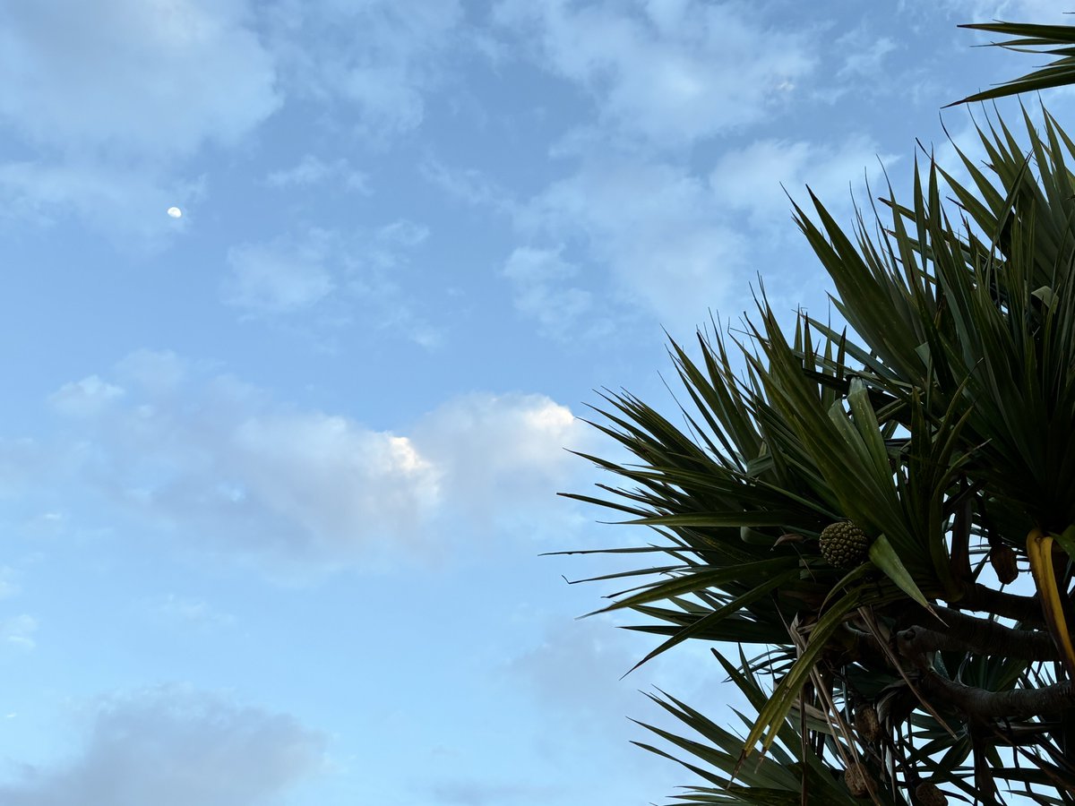 ffffoo's tweet photo. みたけと沖縄上陸してきたぞ🏝️
(記録)前泊込み2泊2日。今回は美ら海水族館と熱帯ドリームセンター2点集中のスケジュールになったため、宿はその周辺にとる。到着日の昼間はかなり雨だったが夕方には止んでいい景色になり、翌日は薄曇り/晴れ。花粉がない世界。 https://t.co/QI0XsWiIcC