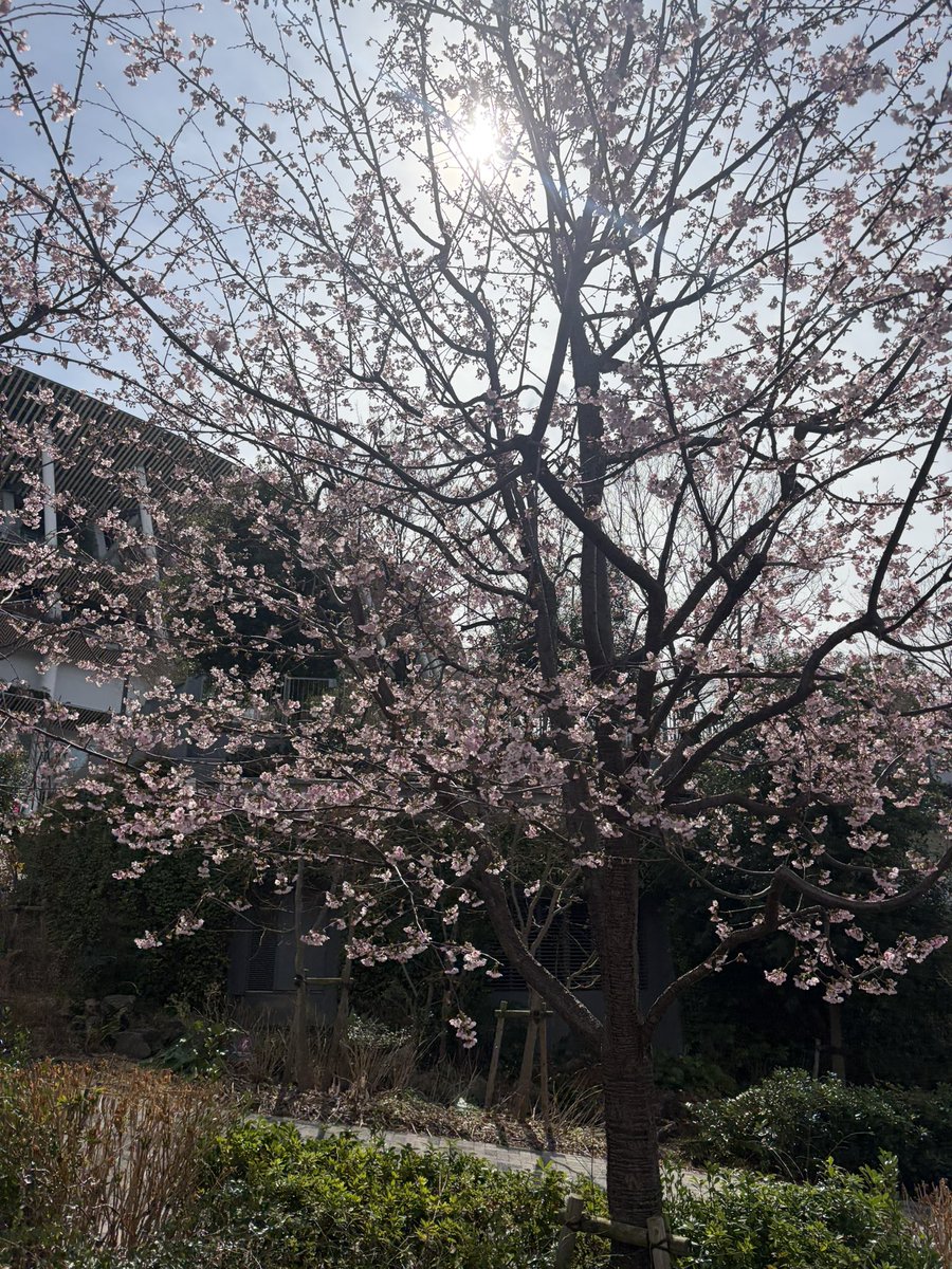 春って感じ☘️