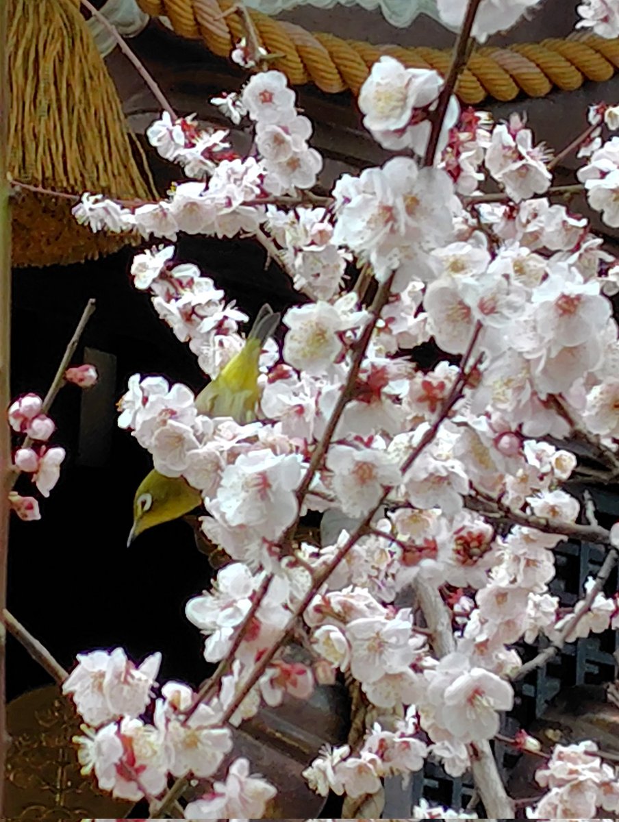 3月スタート🎎
今朝はのんびり起きて家事だけ終わらせた〜😌

先日新宿諏訪神社でペガサス御朱印を拝受しました✨️2月は1月と色違いのブルー🩵
拝殿横の満開の梅にメジロが止まっていて素敵でした🌸

どうやら花粉症を発症したようで外に出ると大変💦デビューしたくなかったよぉ😂