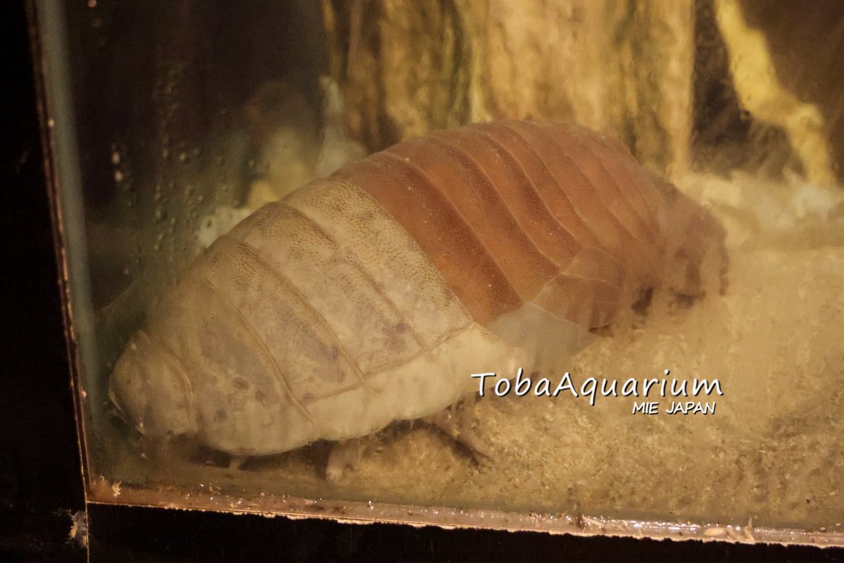 ダイオウグソクムシ32号について】 今朝の時点で脱皮が完了してい