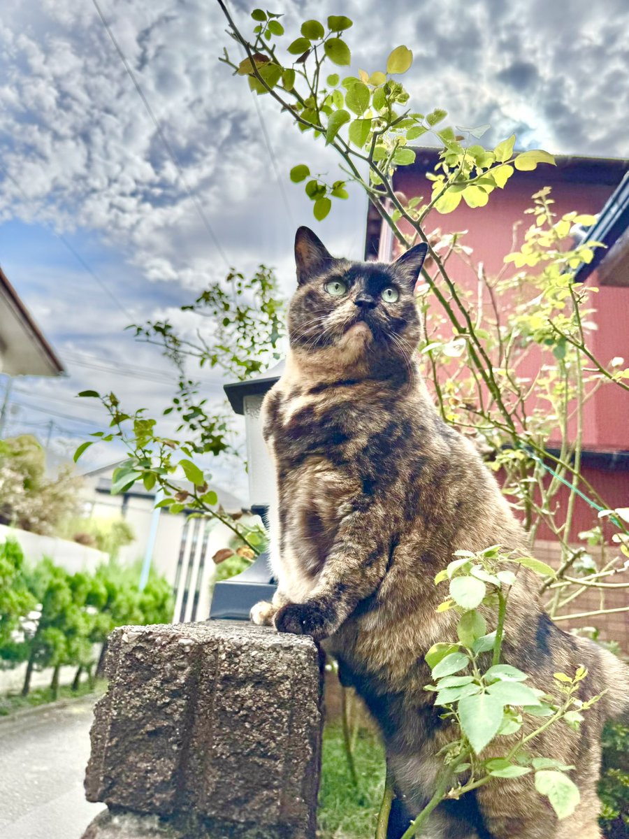 mocchiima's tweet photo. サビ猫の日！大好きなムチムチお姉さん。ずっと一緒にいよにゃ^. ̫ .^ https://t.co/pPkhDx9Twd