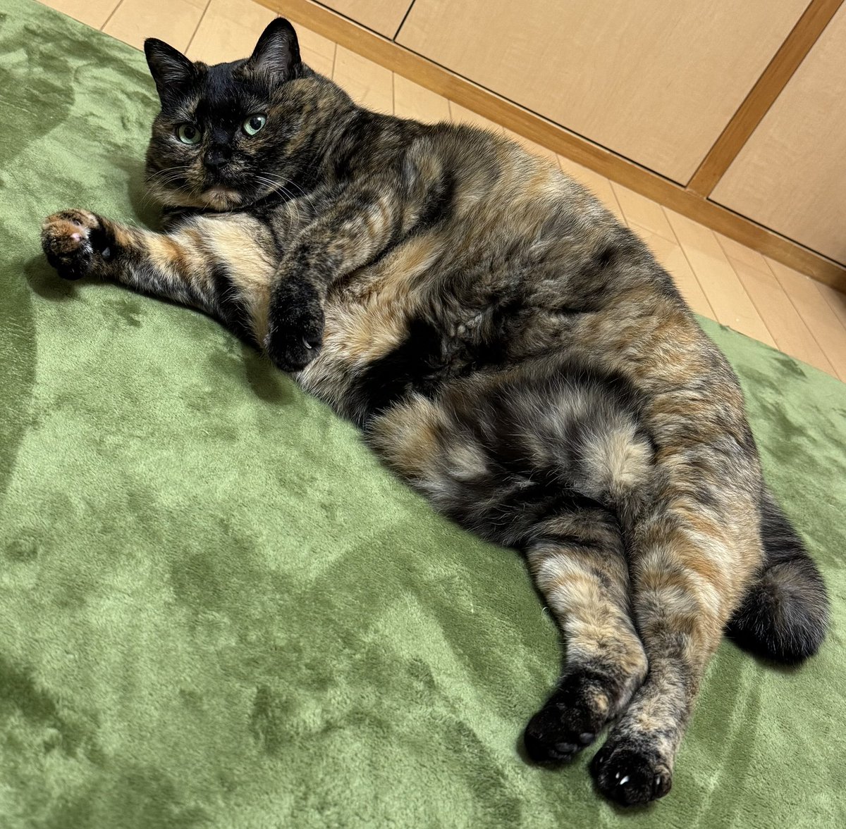 mocchiima's tweet photo. サビ猫の日！大好きなムチムチお姉さん。ずっと一緒にいよにゃ^. ̫ .^ https://t.co/pPkhDx9Twd