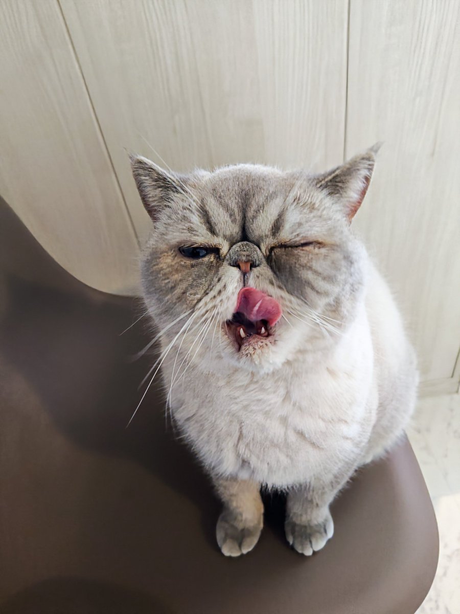 猫Cafeごろにゃん tweet media