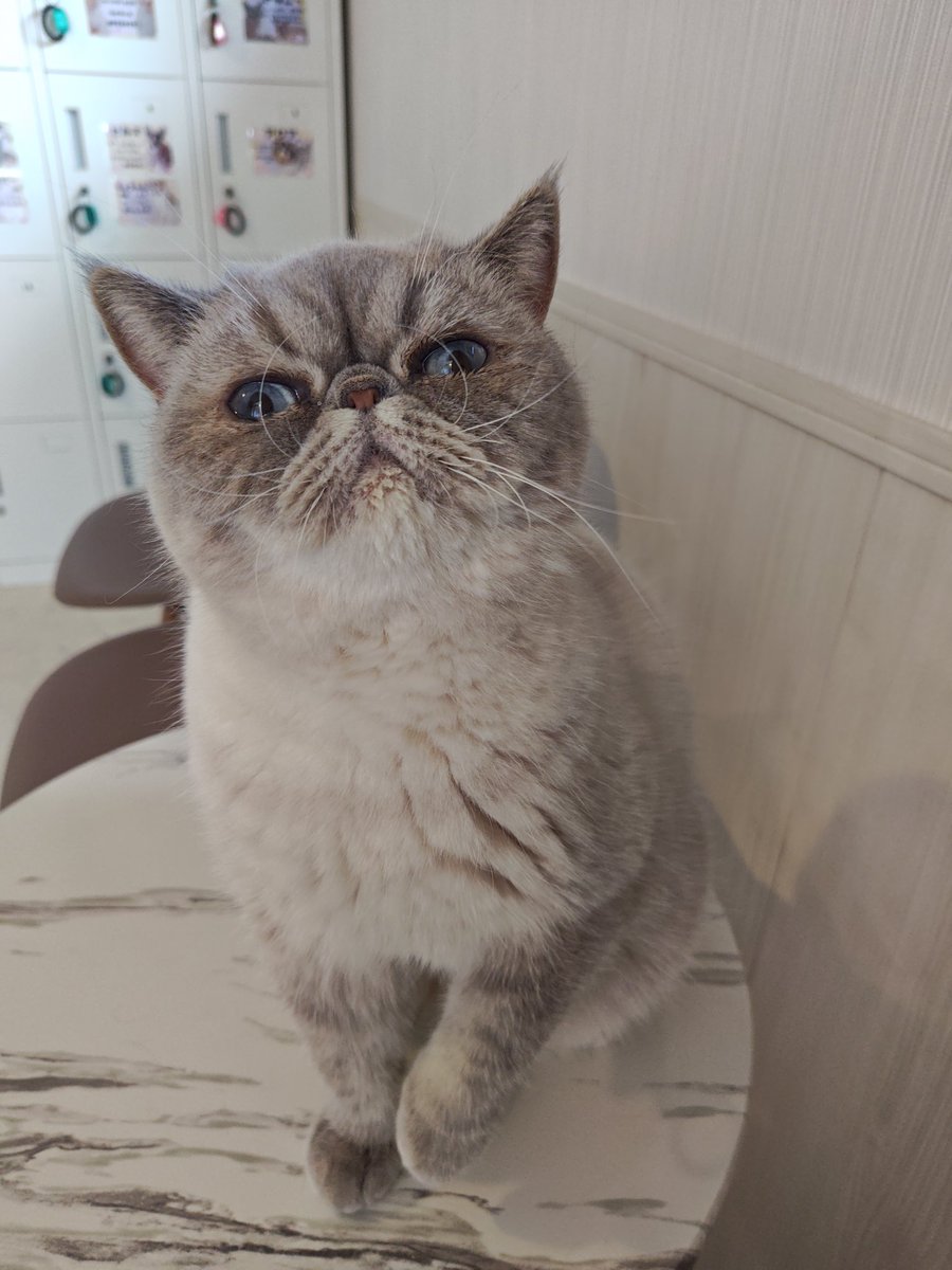 猫Cafeごろにゃん tweet media